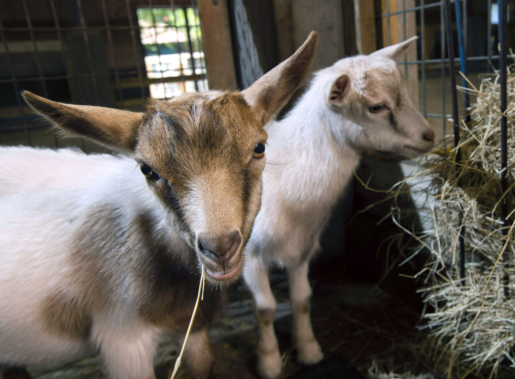 BR.wildartzoopygmygoats.adv TS 88.jpg